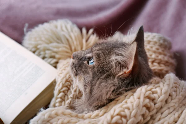 Kat met gebreide sjaal en boek — Stockfoto
