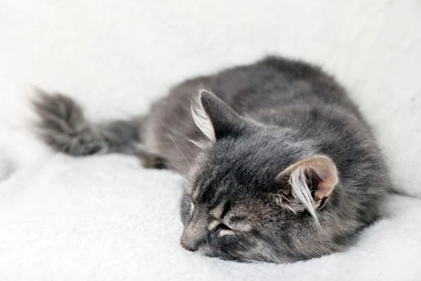 Gato preguiçoso cinza no sofá branco com travesseiros de malha no quarto, close-up — Fotografia de Stock