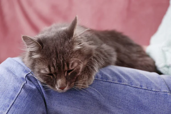 Cat sleeping on woman 's knees — стоковое фото