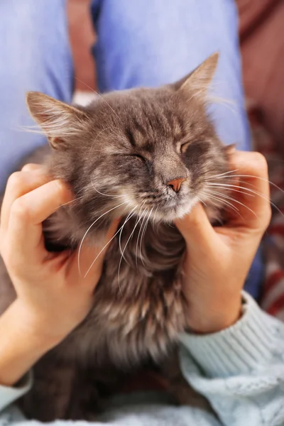 Kvinna tar i händerna vacker grå katt — Stockfoto