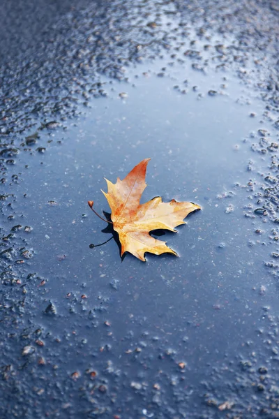 Maple leaf on ground — Stock Photo, Image