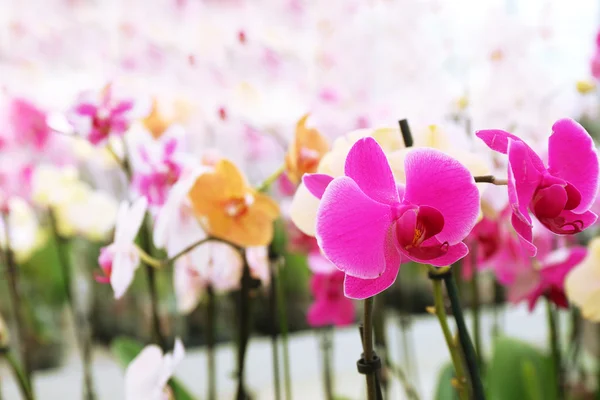 Orquídea Flores para venda — Fotografia de Stock