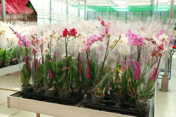 Orchidea virágok eladó — Stock Fotó