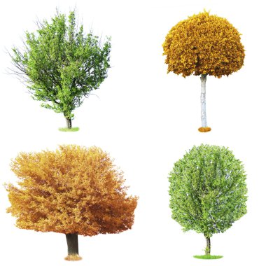 Farklı ağaç izole