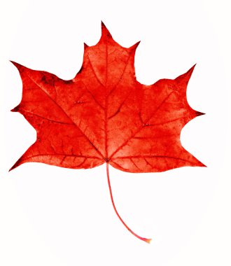 beyaz izole kırmızı akçaağaç yaprağı