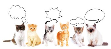 Boş bulut kabarcıklar ile cats