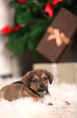 Halı üzerinde şirin köpek yavrusu