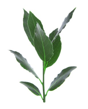 Defne yaprağı ile taze dal