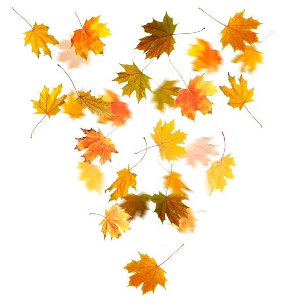 Folhas de bordo de outono caindo, isoladas em branco — Fotografia de Stock