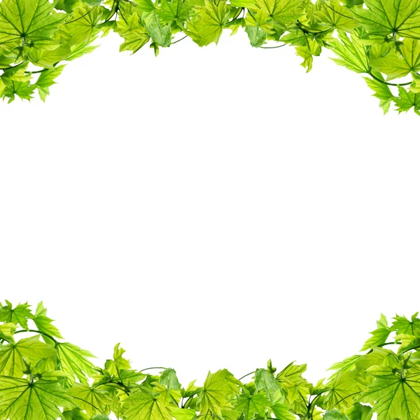 Ramka z zielonymi liśćmi — Zdjęcie stockowe