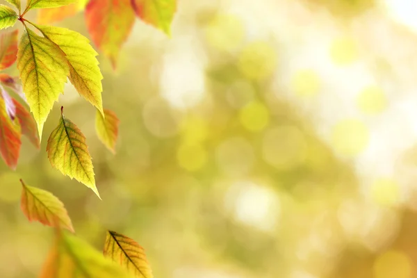 Vackra höstlöv på natur bakgrund — Stockfoto