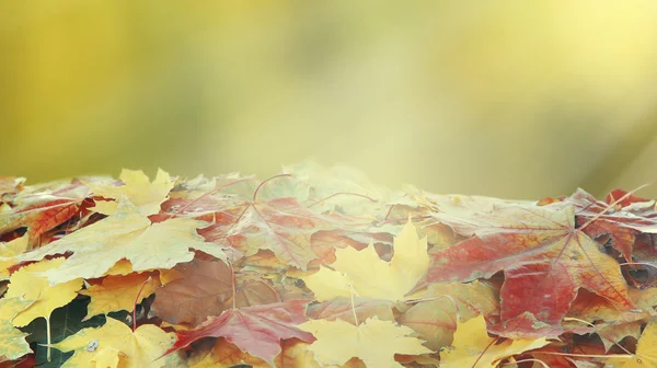 Montón de hojas de arce en la naturaleza fondo de otoño — Foto de Stock