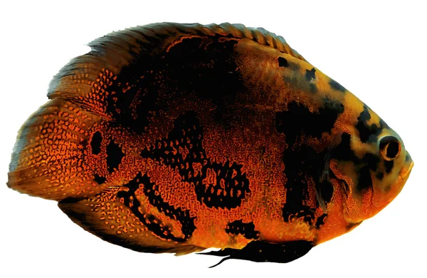 Renkli egzotik balık — Stok fotoğraf