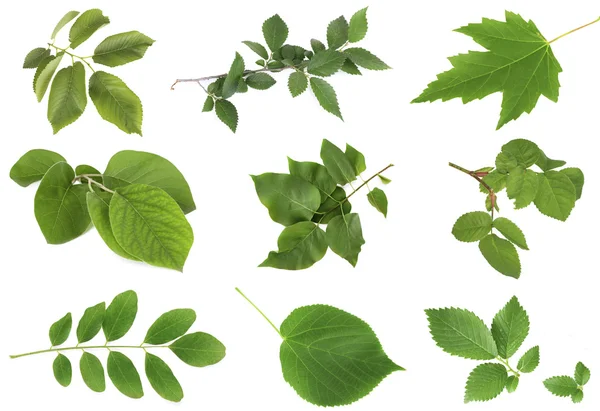 Zöld levelek, fehér — Stock Fotó