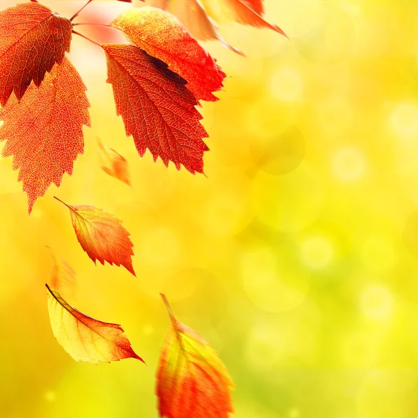 Hermosas hojas de otoño sobre fondo natural —  Fotos de Stock