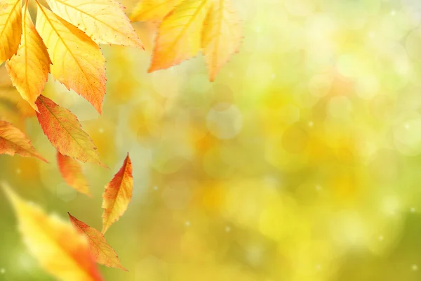 Doğa arka plan üzerinde sonbahar yaprakları — Stok fotoğraf