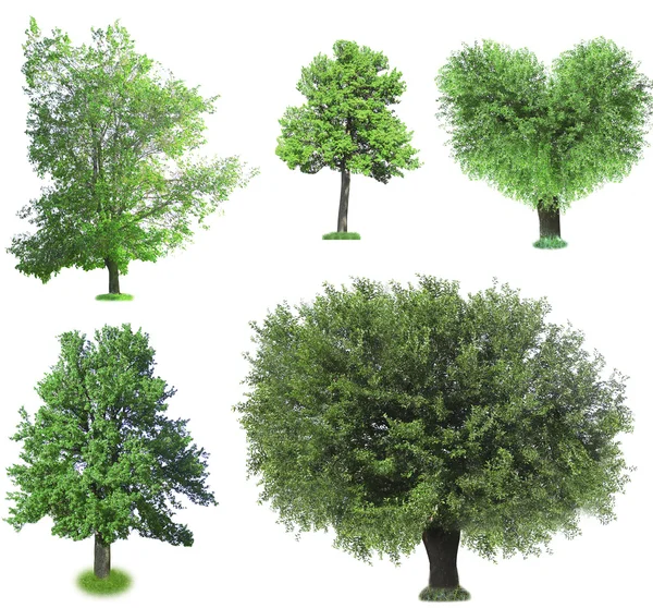 Zestaw zielonych drzew — Zdjęcie stockowe