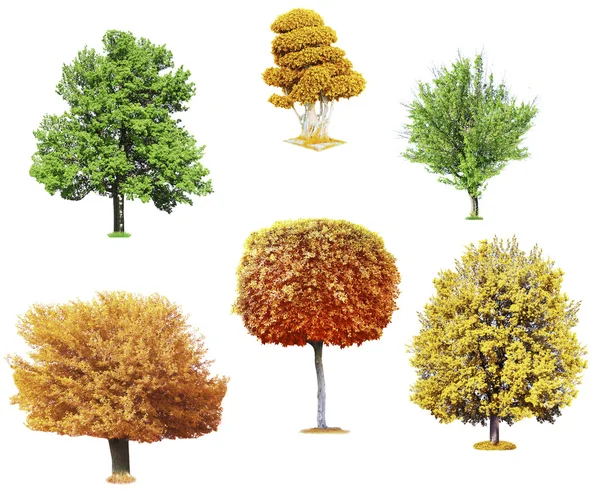 Alberi diversi isolati — Foto Stock