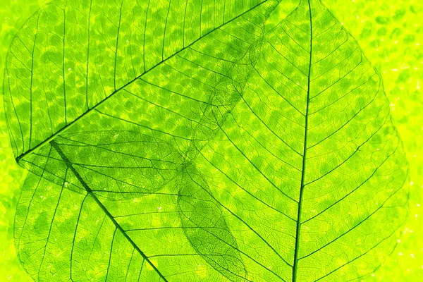 Astratto scheletro foglie sfondo — Foto Stock