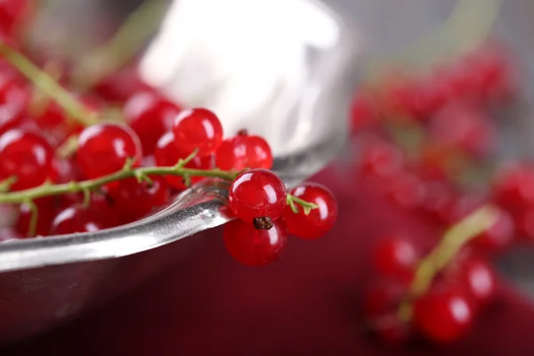 Fresh red currants in bowl — Stock Photo, Image