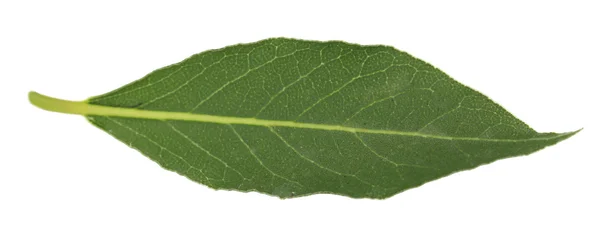 Hoja de laurel fresca — Foto de Stock