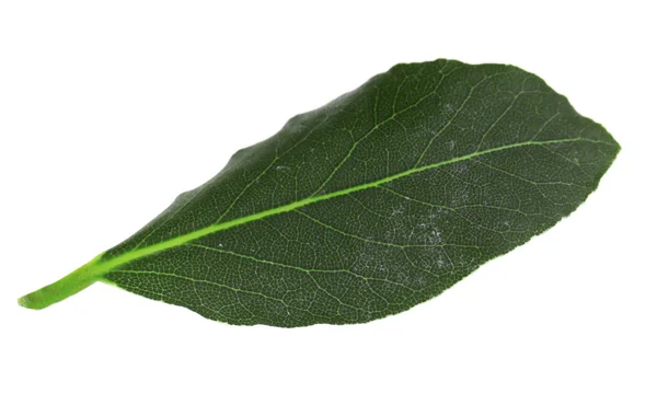 Frunze proaspete de dafin — Fotografie, imagine de stoc