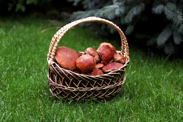 Cesta de champiñones sobre hierba —  Fotos de Stock