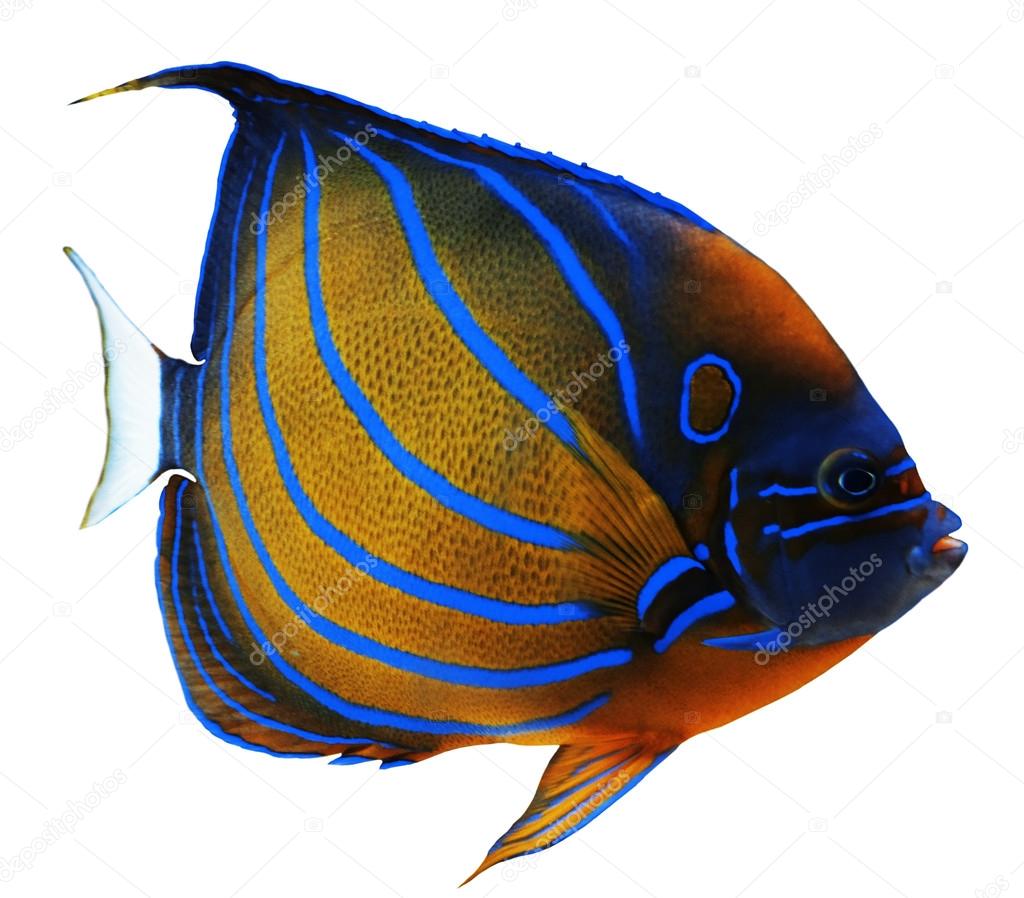 Colorful Exotic fish