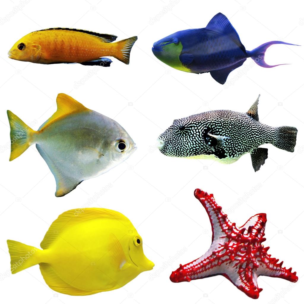 Exotic fishes, isolated