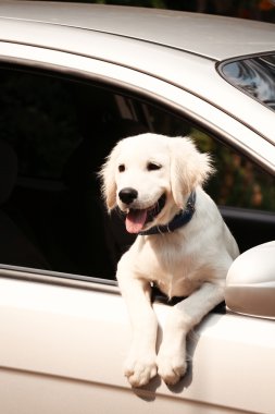 şirin Labrador retriever köpek