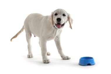 Labrador yavru mavi kase ile üzerine beyaz izole