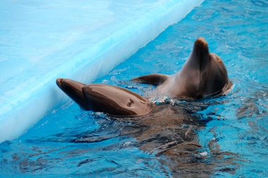 Dolphinarium sevimli yunuslar
