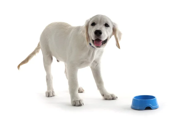 Labrador puppy with blue bowl isolate on white — Stock Photo, Image