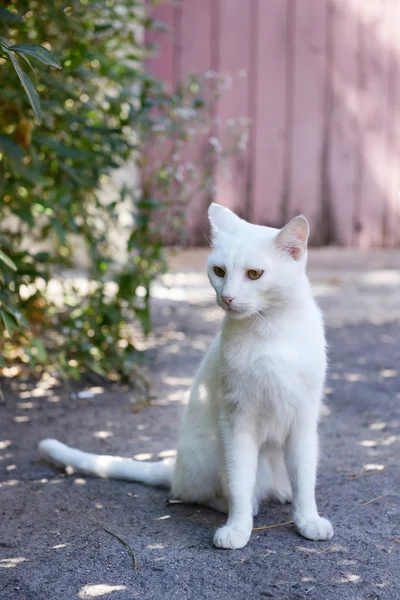 Gato branco jogando ao ar livre — Fotografia de Stock