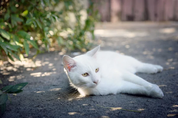 Weiße Katze spielt im Freien — Stockfoto