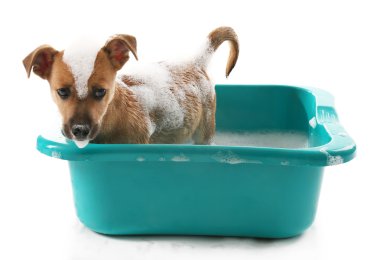 Banyo beyaz izole köpek yavrusu