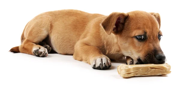 Cucciolo con osso giocattolo isolato — Foto Stock