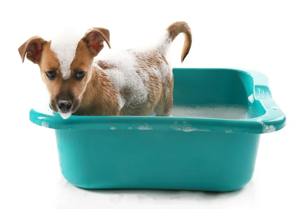 Welpe in Badewanne isoliert auf weiß — Stockfoto