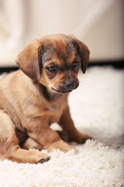 Schattige puppy op tapijt thuis — Stockfoto