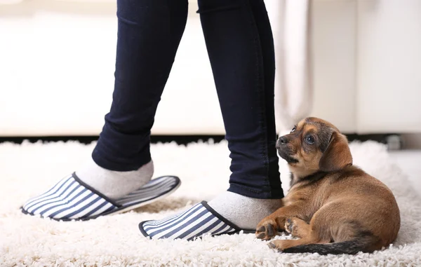 Lindo cachorro en la alfombra en casa —  Fotos de Stock