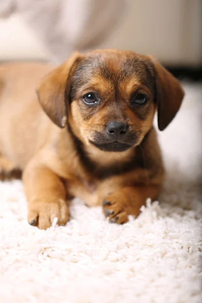 Schattige puppy op tapijt thuis — Stockfoto