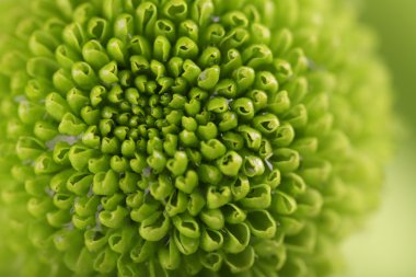 Taze krizantem yeşil, yakın çekim