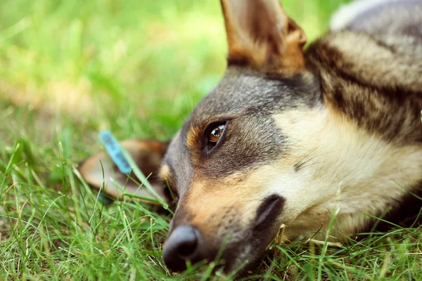 Hund liggande på grönt gräs — Stockfoto