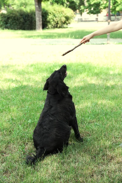 Grand chien noir jouant avec bâton en bois — Photo