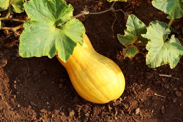 Long yellow pumpkin in the garden — Stock Photo, Image