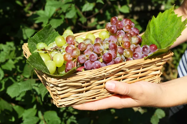 Wicker basket with sweet juicy grape harvest in female\'s hands, outdoors