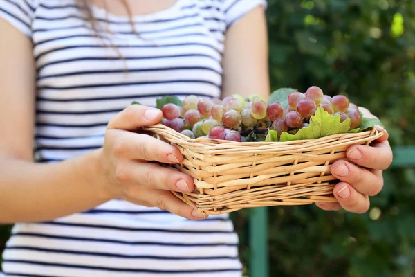 Rieten mand met zoete sappige druivenoogst in handen van de vrouw, buitenshuis — Stockfoto
