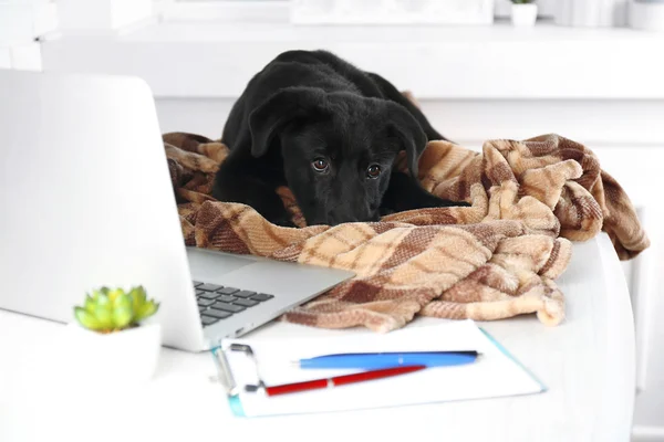 Młody czarny Labrador retriever — Zdjęcie stockowe