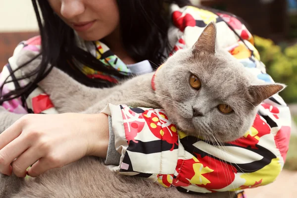 Woman Holds Hands Cute Cat Close — Stock Photo, Image