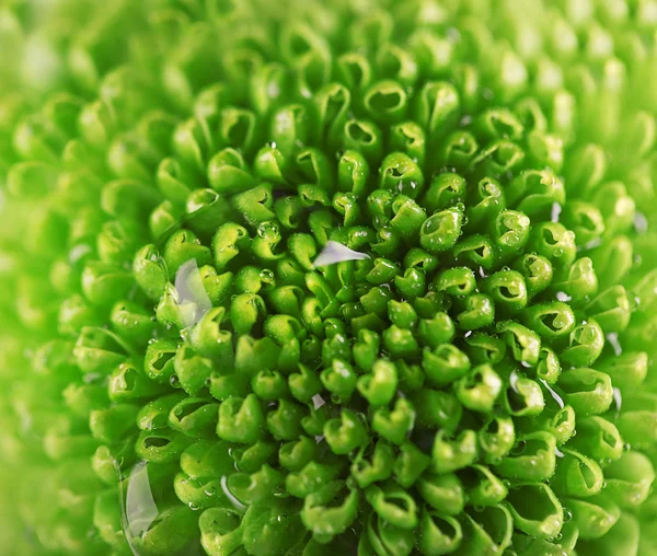 Grüne, frische Chrysanthemen, aus nächster Nähe — Stockfoto